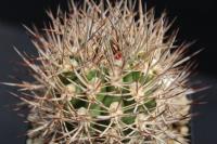 Pyrrhocactus bulbocalyx AW 59.jpg
